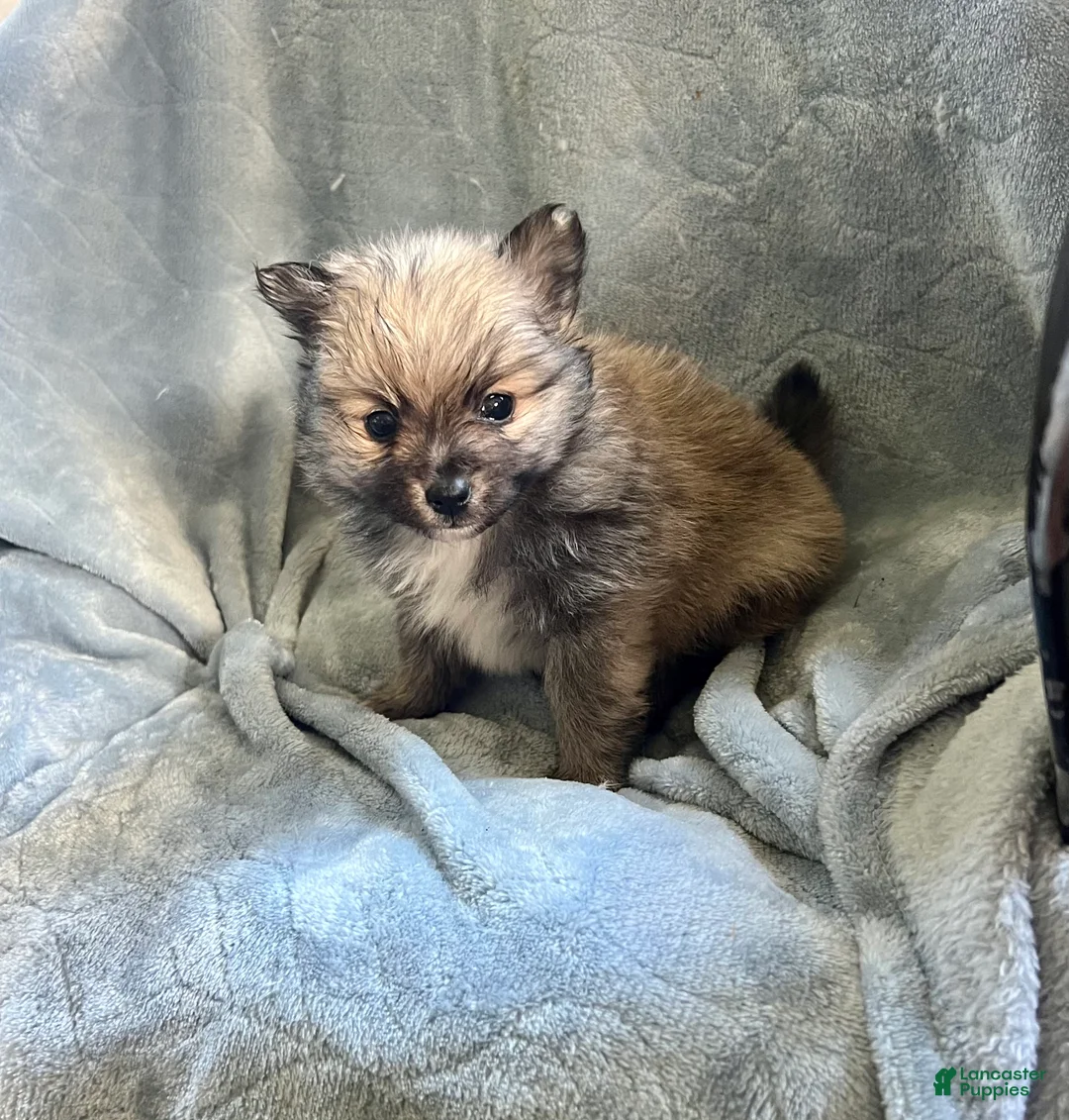 Pomeranian dogs for sale: TOBIS - Ad 1