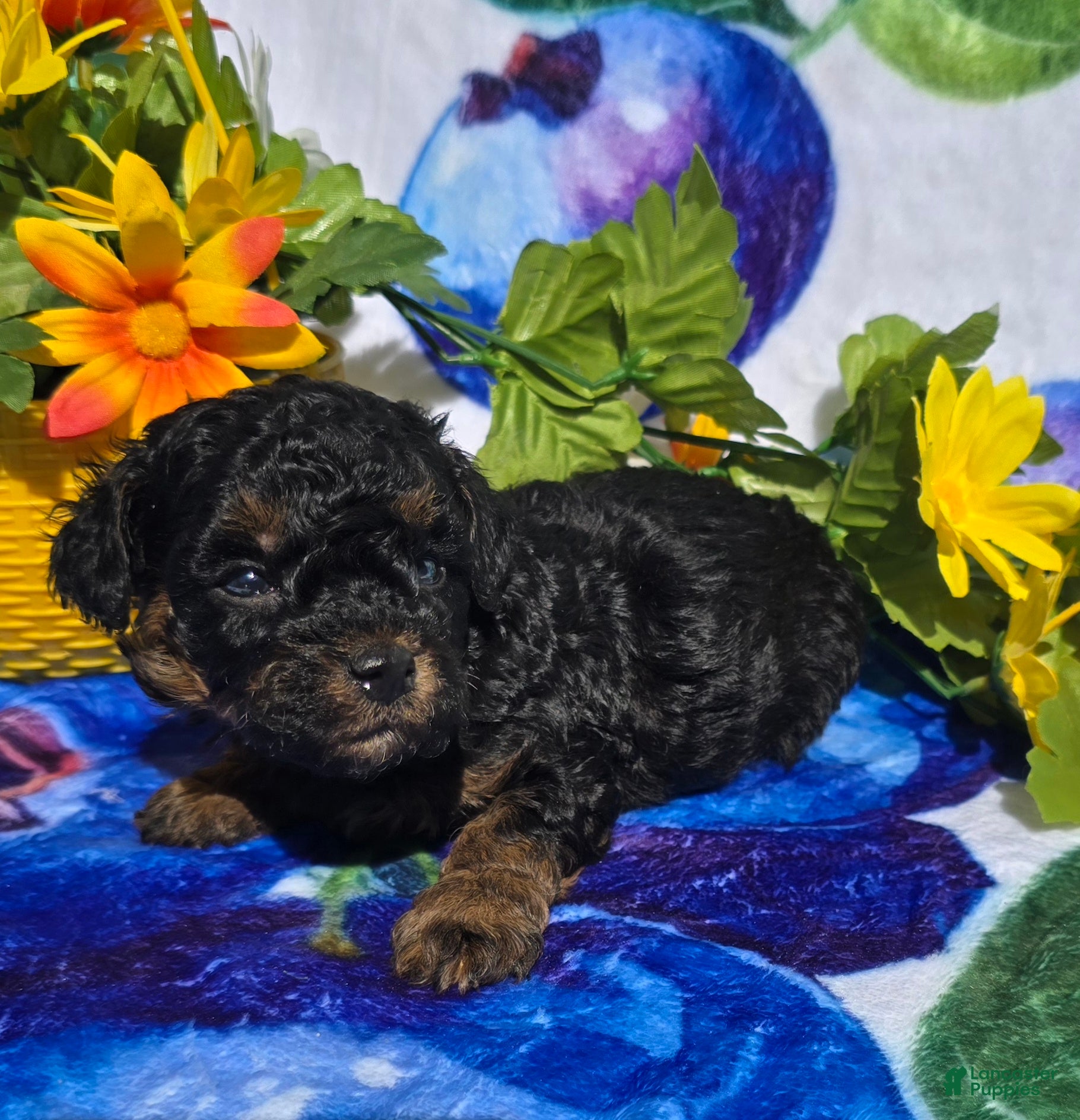 Maltipoo dogs jade - Ad 17