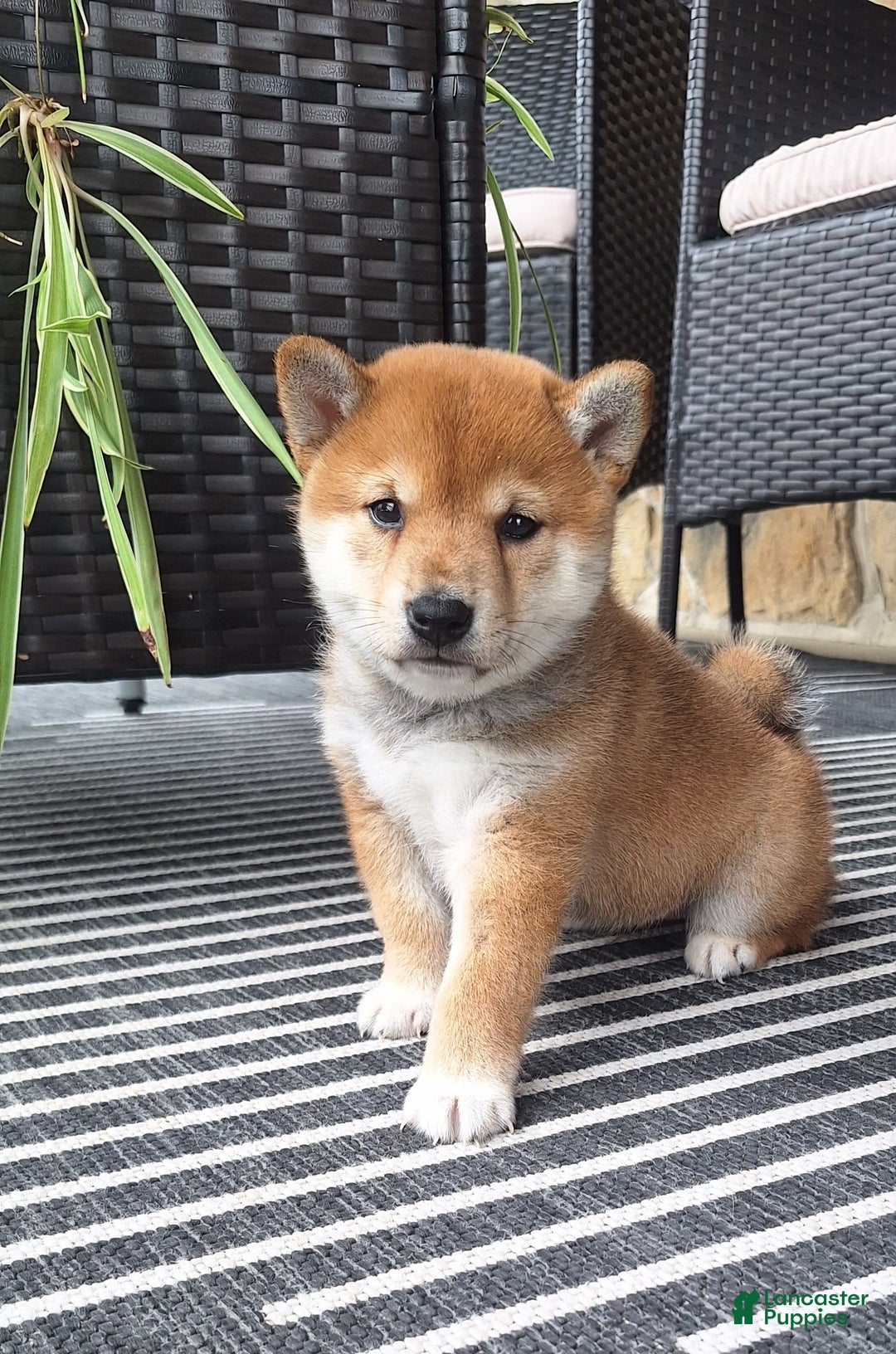 Bull Terrier Shiba Inu Mix Shiba Inu Puppies For Sale In Newburg