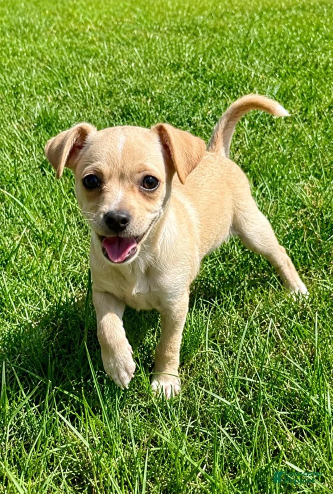 Chihuahua dogs for sale: Chihuahua male  - Ad 1