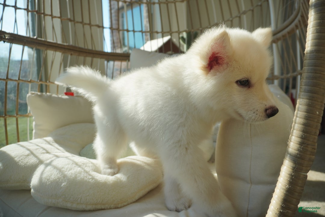 Alaskan Malamute dogs for sale: Xiao Lan - Ad 10