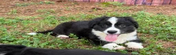 Welsh Corgi Cardigan dogs for sale: Ace FLUFFY - Ad 19