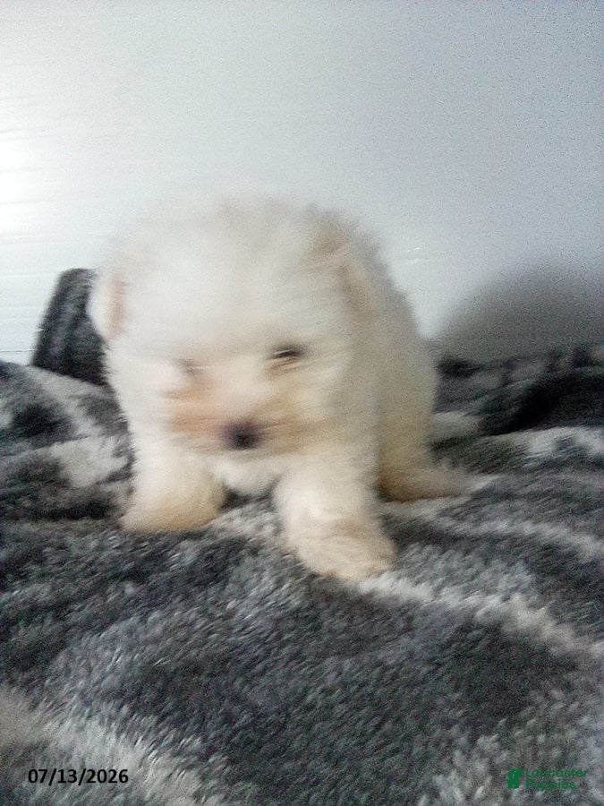 Pomapoo dogs Molly - Ad 2