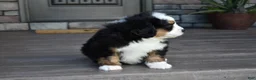 Mini Bernedoodle dogs for sale: Jax - Ad 16