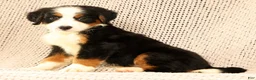 Bernese Mountain Dog dogs for sale: Carla - Ad 7