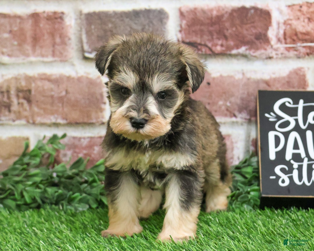 Miniature Schnauzer dogs for sale: Trouper  - Ad 2