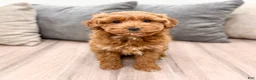 Goldendoodle dogs for sale: Alexis - Ad 5