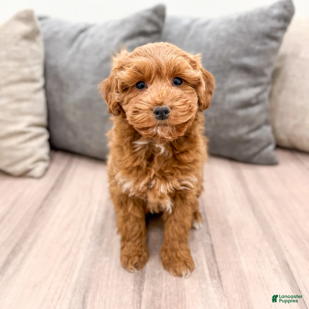 Goldendoodle dogs for sale: Alexis - Ad 5