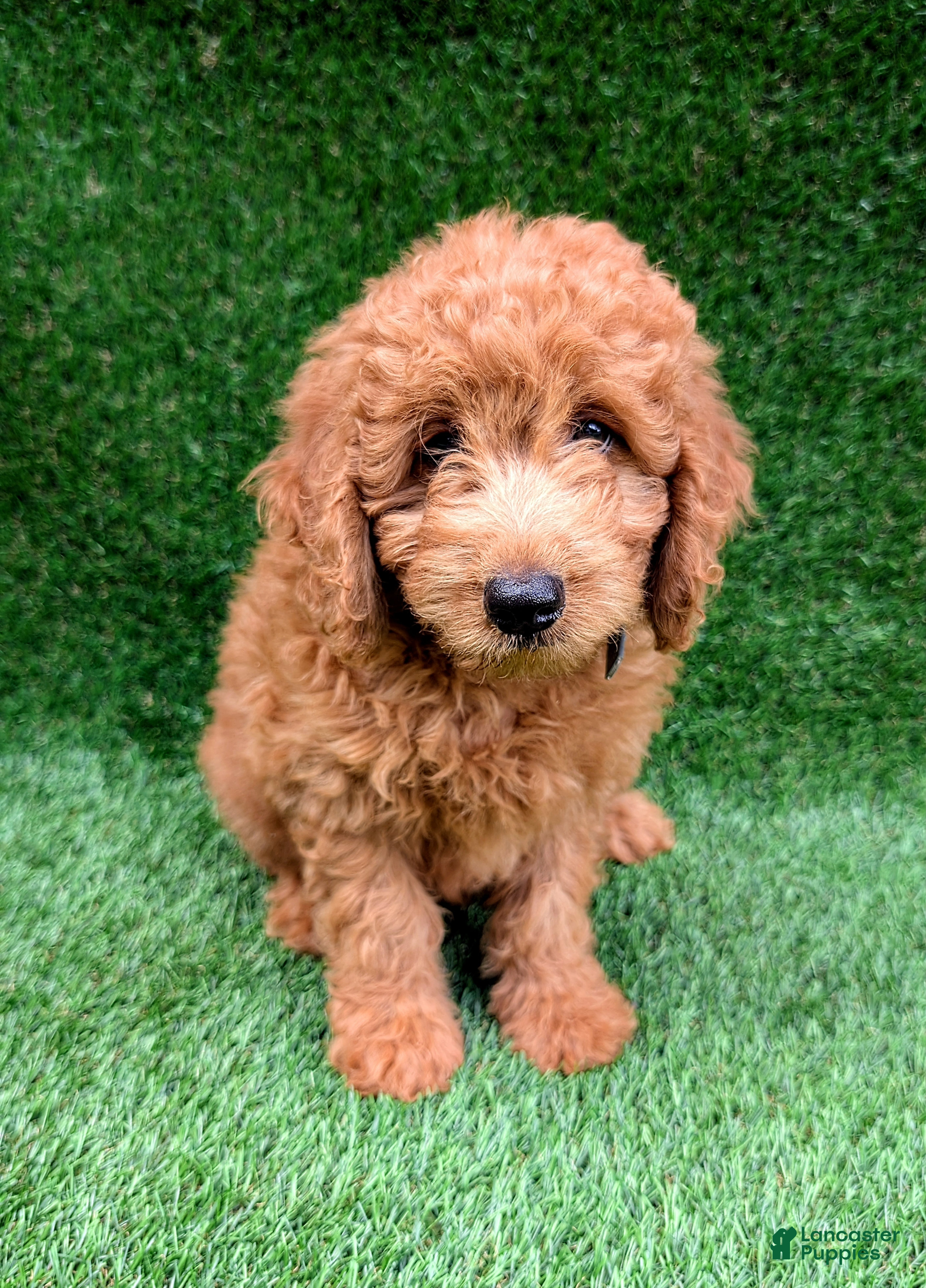 Mini Goldendoodle dogs Max  - Ad 1