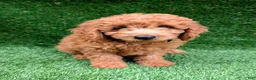 Mini Goldendoodle dogs for sale: Max  - Ad 4