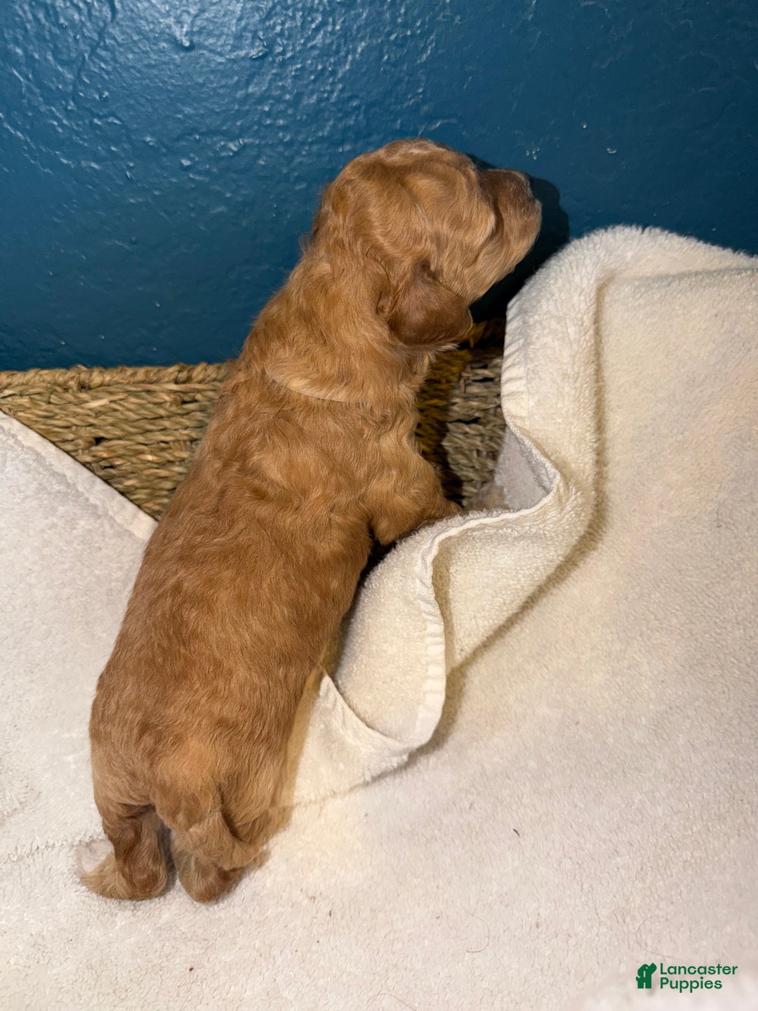 Miniature Poodle dogs for sale: AKC Miniature Poodle Puppy White - Ad 12