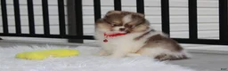Pomeranian dogs for sale: Bentley AKC - Ad 12