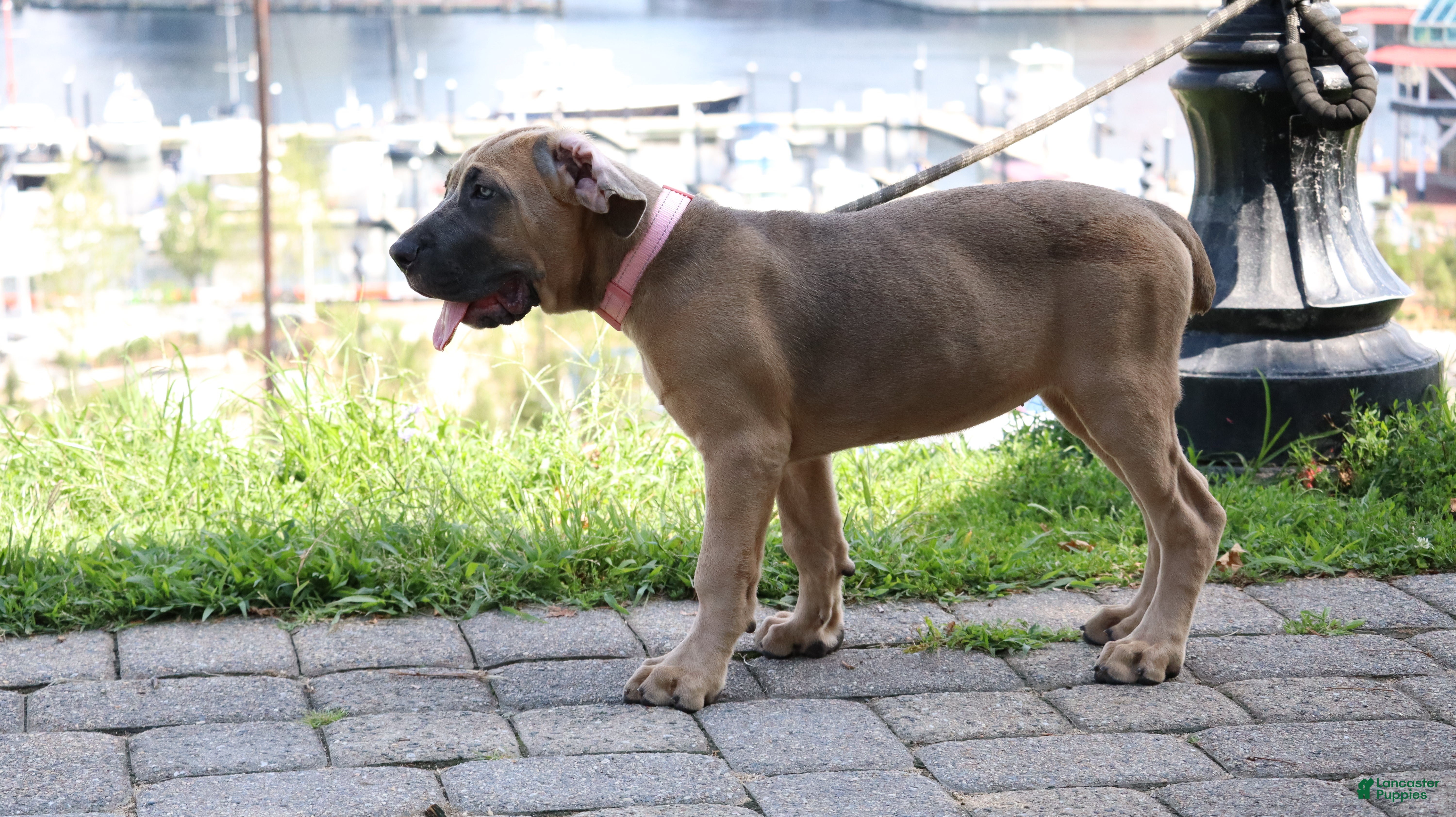Cane Corso dogs Aries  - Ad 2
