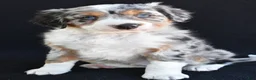 Mixed Breed dogs for sale: Austin - Ad 4