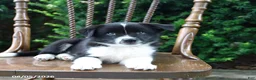 Mixed Breed dogs for sale: Dash - Ad 3