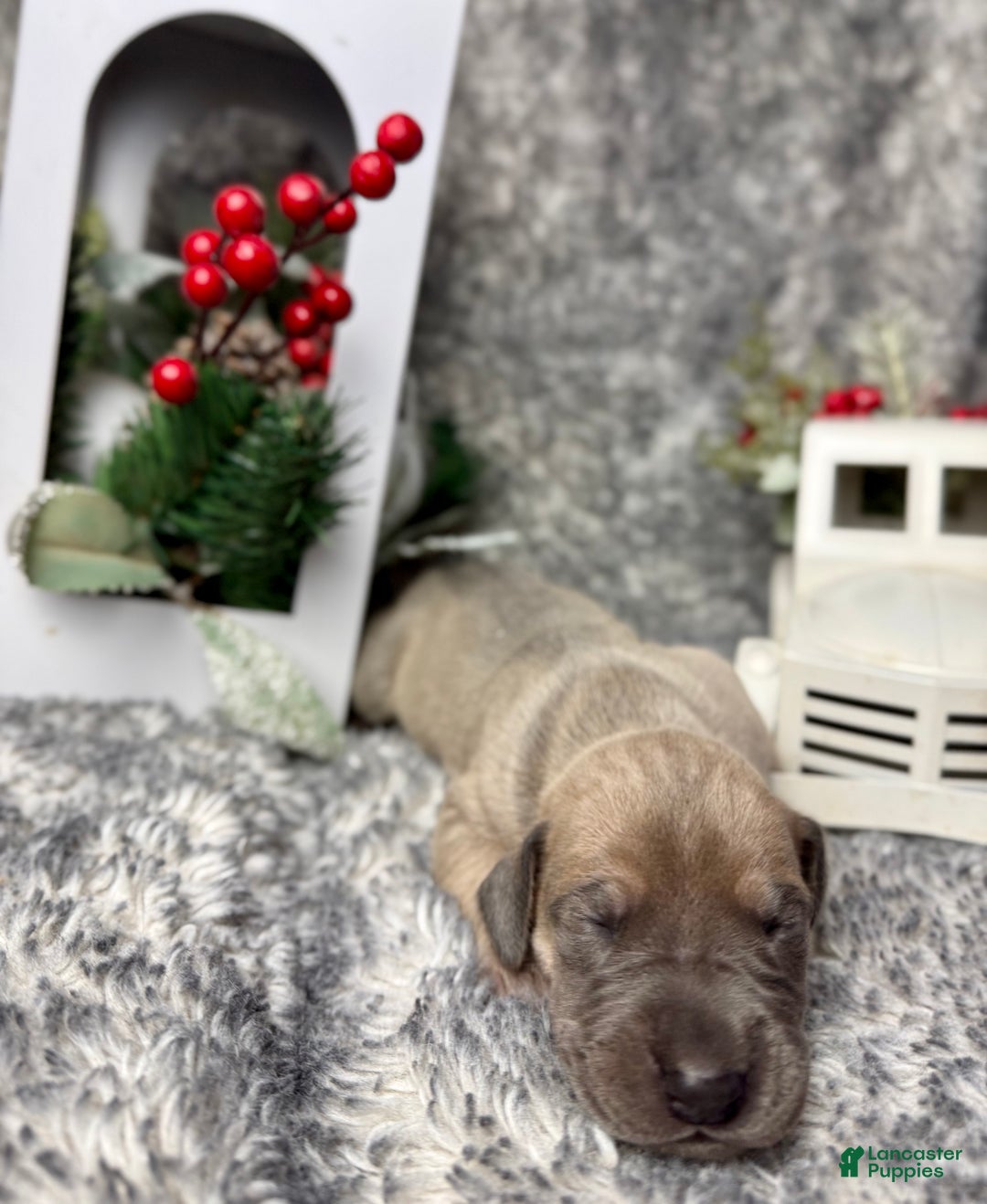 Great Dane dogs for sale: Ginny Weasley - Ad 3