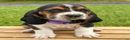 Basset Hound dogs for sale: Isabella - Ad 3
