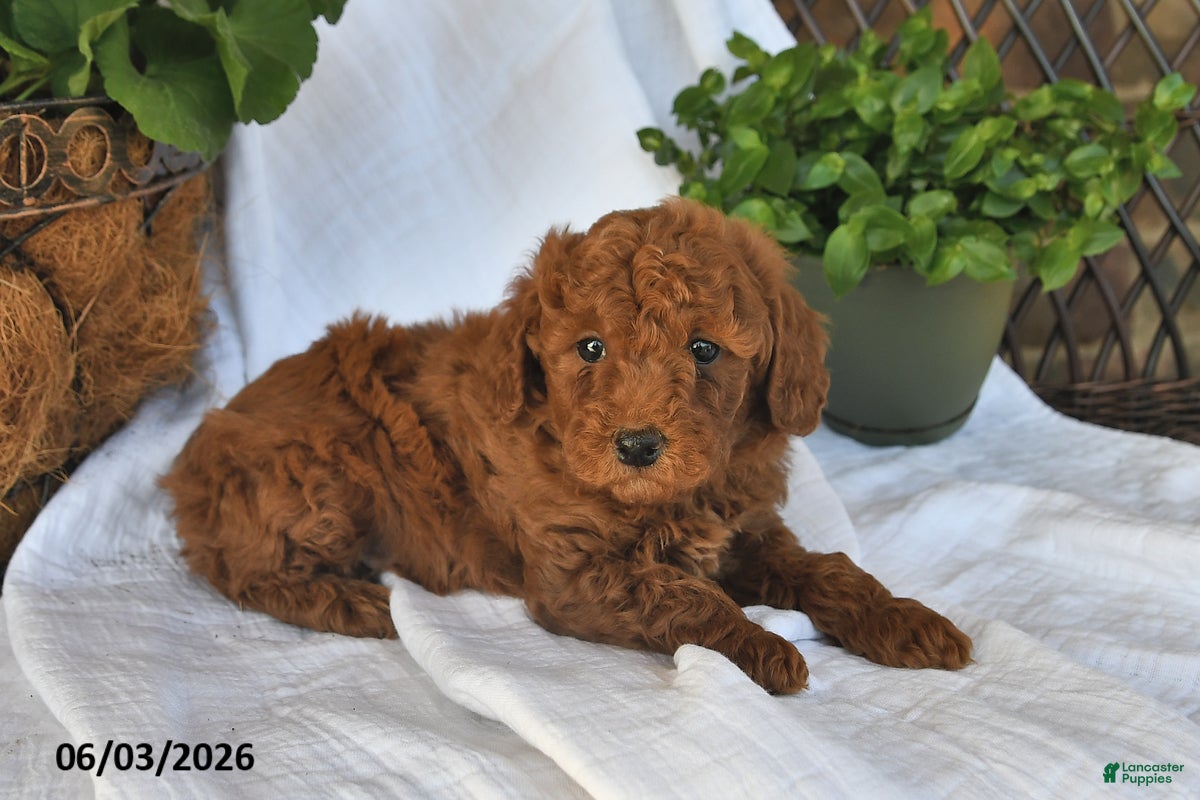Mini Goldendoodle dogs for sale: Mo - Ad 2