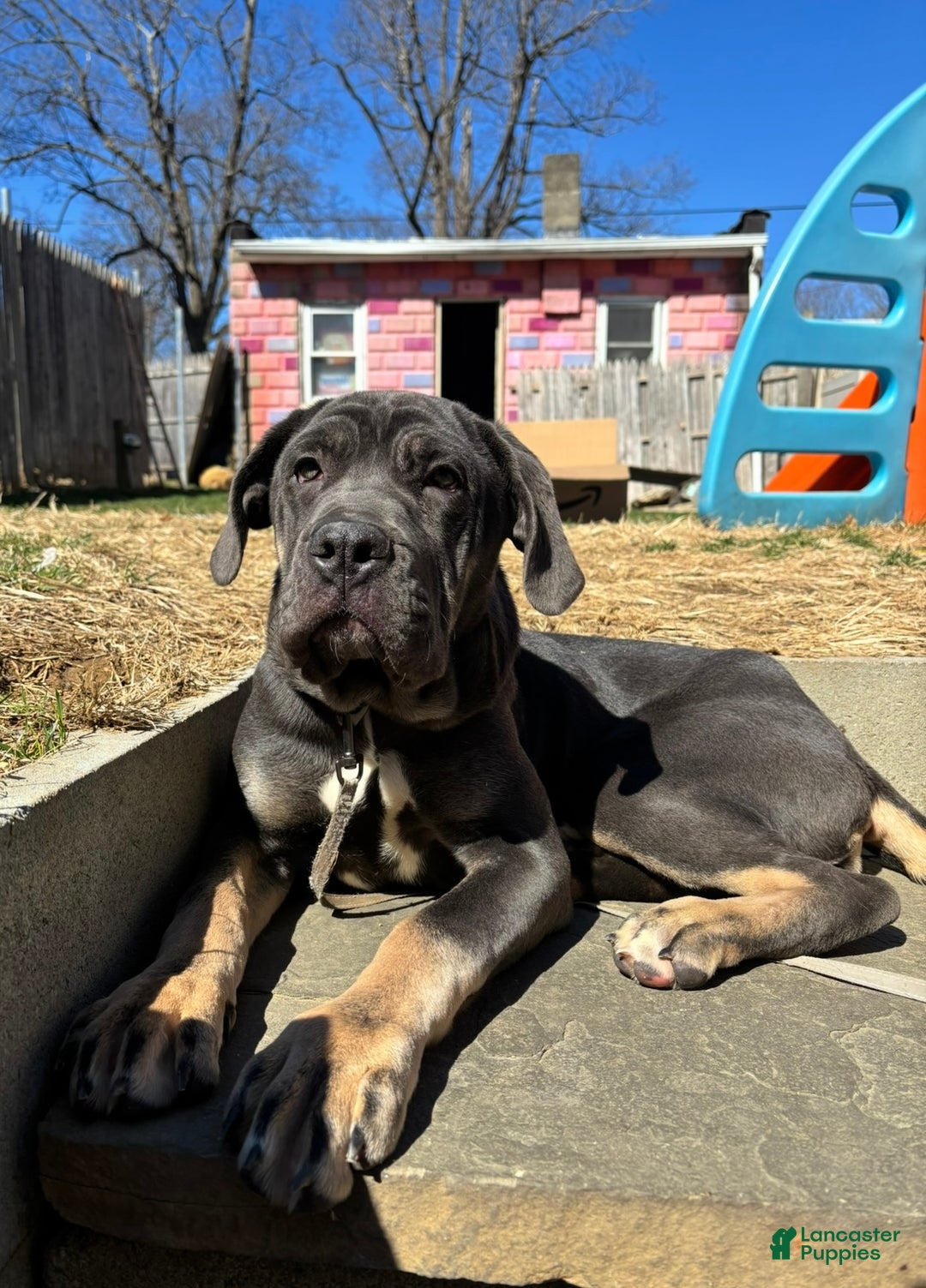 Cane Corso dogs for sale: Everest  - Ad 3