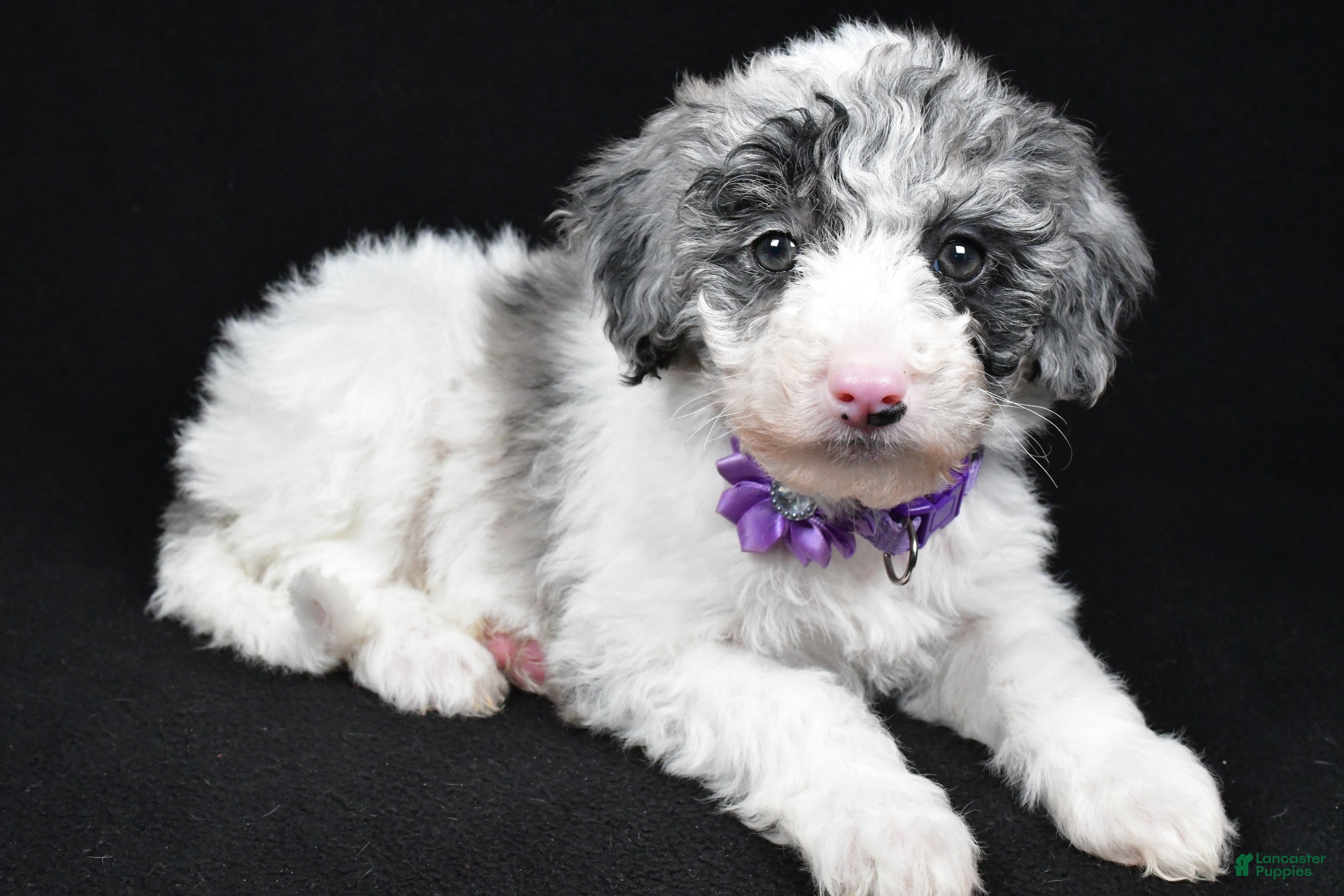 Sheepadoodle dogs Clover - Ad 8