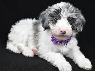 Sheepadoodle dogs Clover - Ad 10