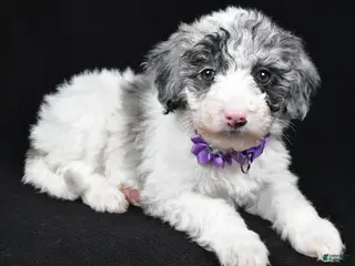 Sheepadoodle dogs Clover - Ad 8