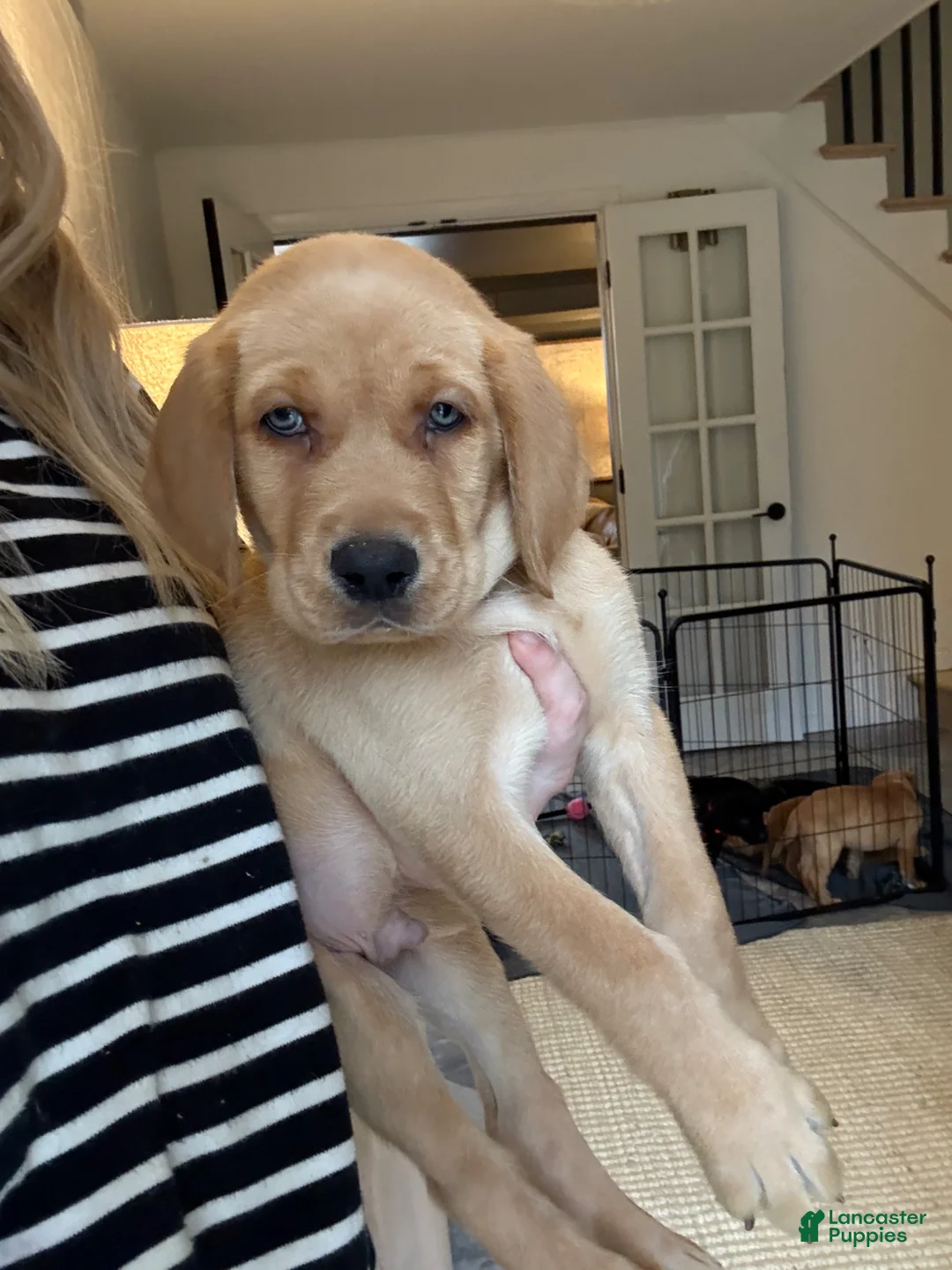 Labrador Retriever dogs for sale: Red Collar Male - Ad 1