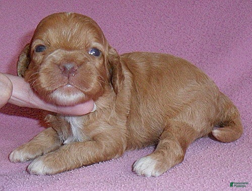 Cockapoo dogs Sophie - Ad 2