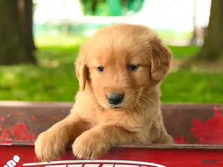 Golden Retriever dogs Channing - Ad 3