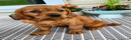 Miniature Golden Retriever dogs for sale: Marley - Ad 3