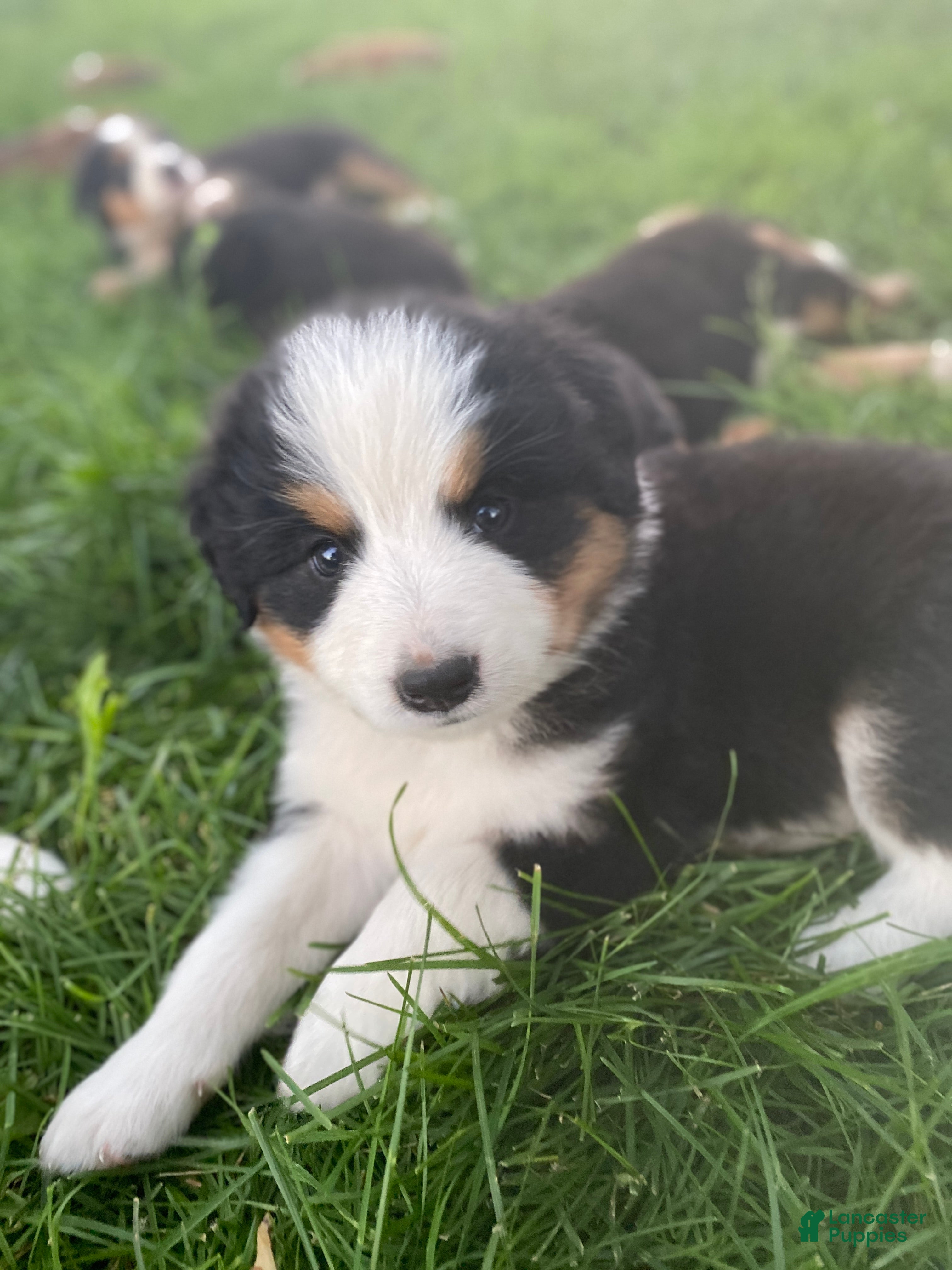 Mixed Breed dogs for sale: ♥️SWEET ROCCO♥️ - Ad 5