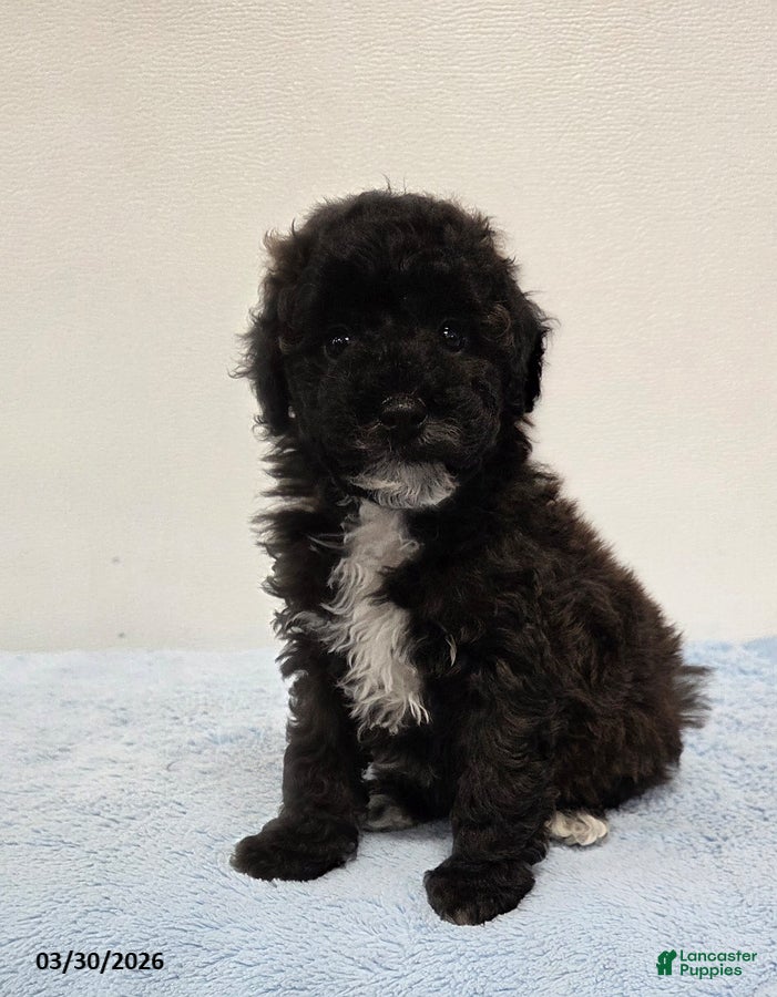 Mini Goldendoodle dogs Corey - Ad 1