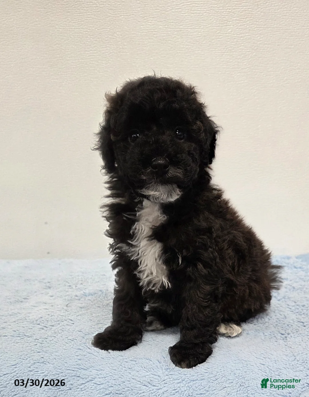 Mini Goldendoodle dogs for sale: Corey - Ad 1