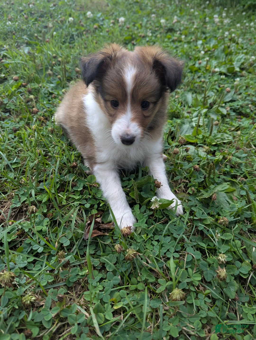 Shetland Sheepdog dogs for sale: Shetland Sheepdog 2 - Ad 4