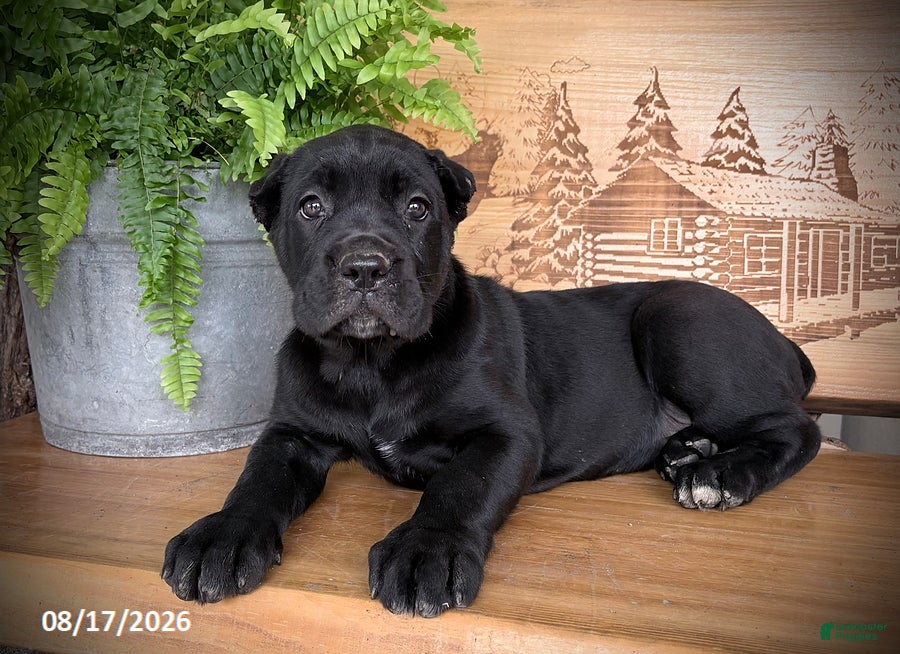 Cane Corso dogs Stella - Ad 2