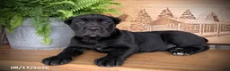 Cane Corso dogs for sale: Stella - Ad 2