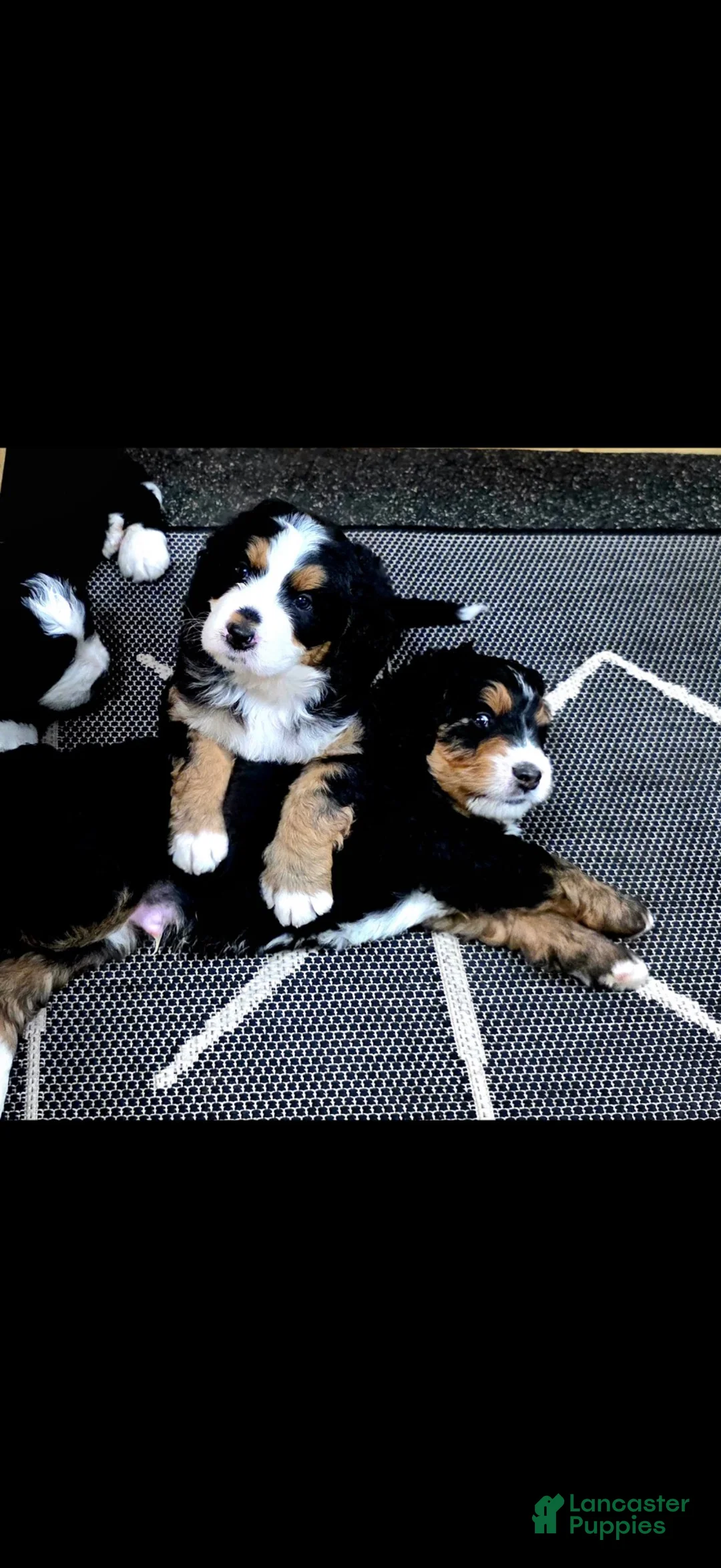 Bernedoodle dogs for sale: Bernedoodle 1 - Ad 7