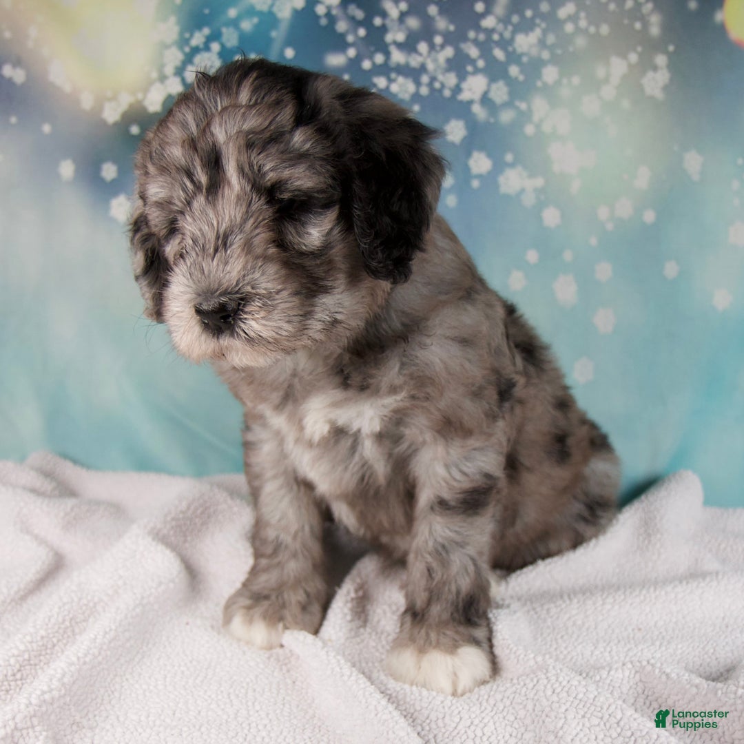 Mixed Breed dogs for sale: Bethany - Ad 7