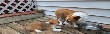 Welsh Corgi Pembroke 4