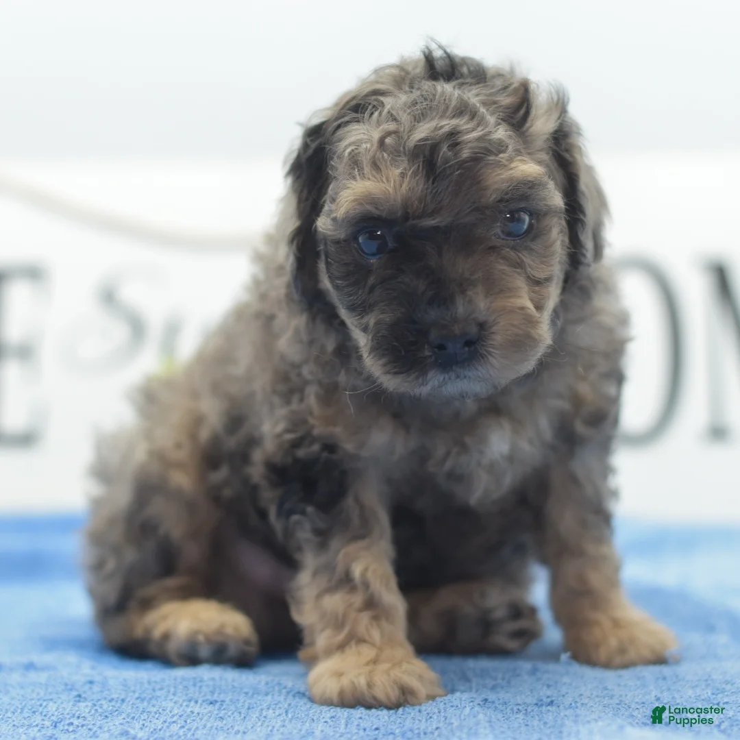 Toy Poodle dogs for sale: Bentley  - Ad 5