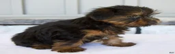 Yorkshire Terrier dogs for sale: Dewey - Ad 4