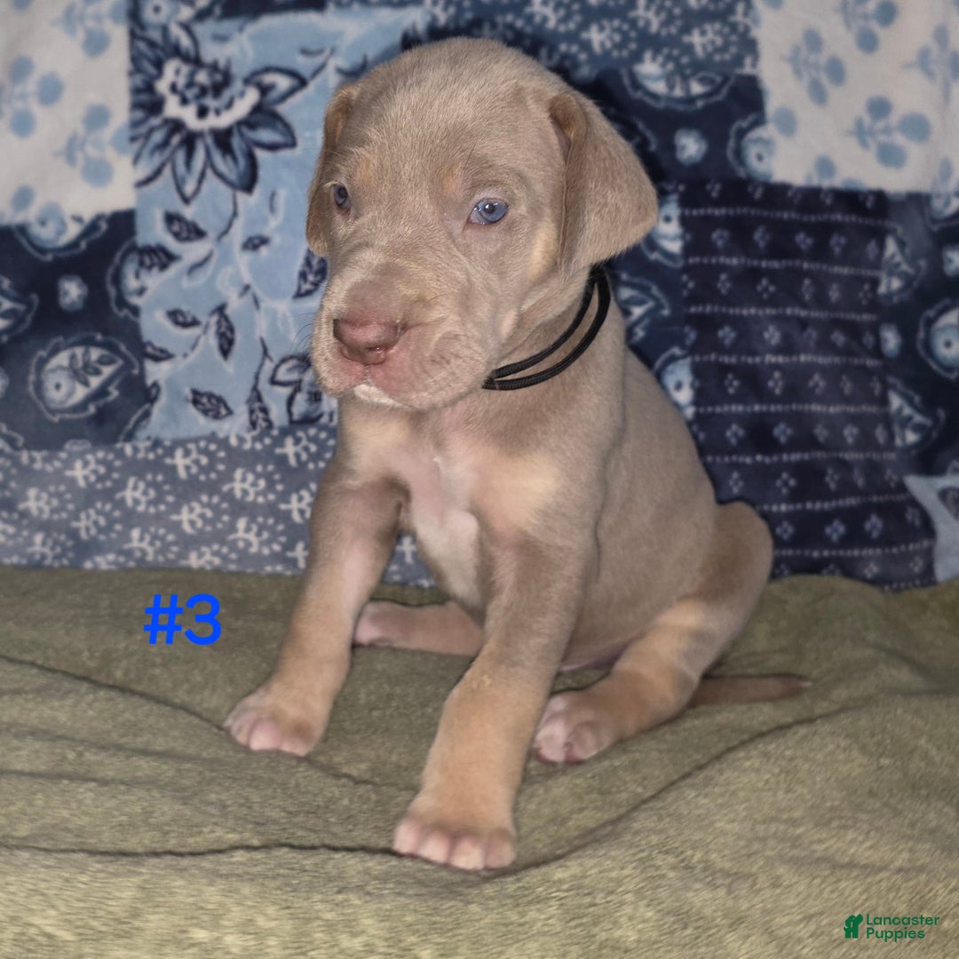 Great Dane dogs for sale: Great Dane Puppy 3 - Ad 3