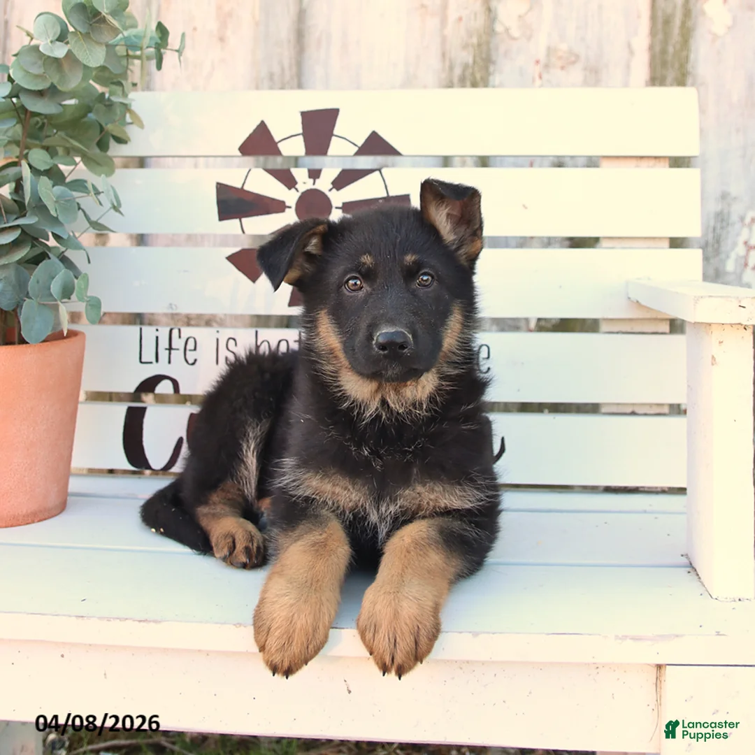 German Shepherd dogs for sale: Cookie - Ad 1