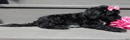 Sheepadoodle dogs for sale: Addi-MEDIUM - Ad 4