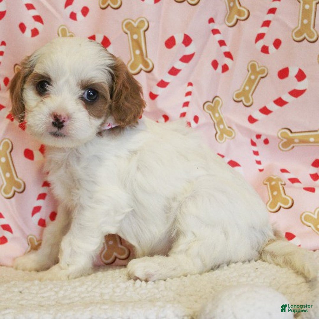 Cavapoo dogs for sale: Peppermint - Ad 2