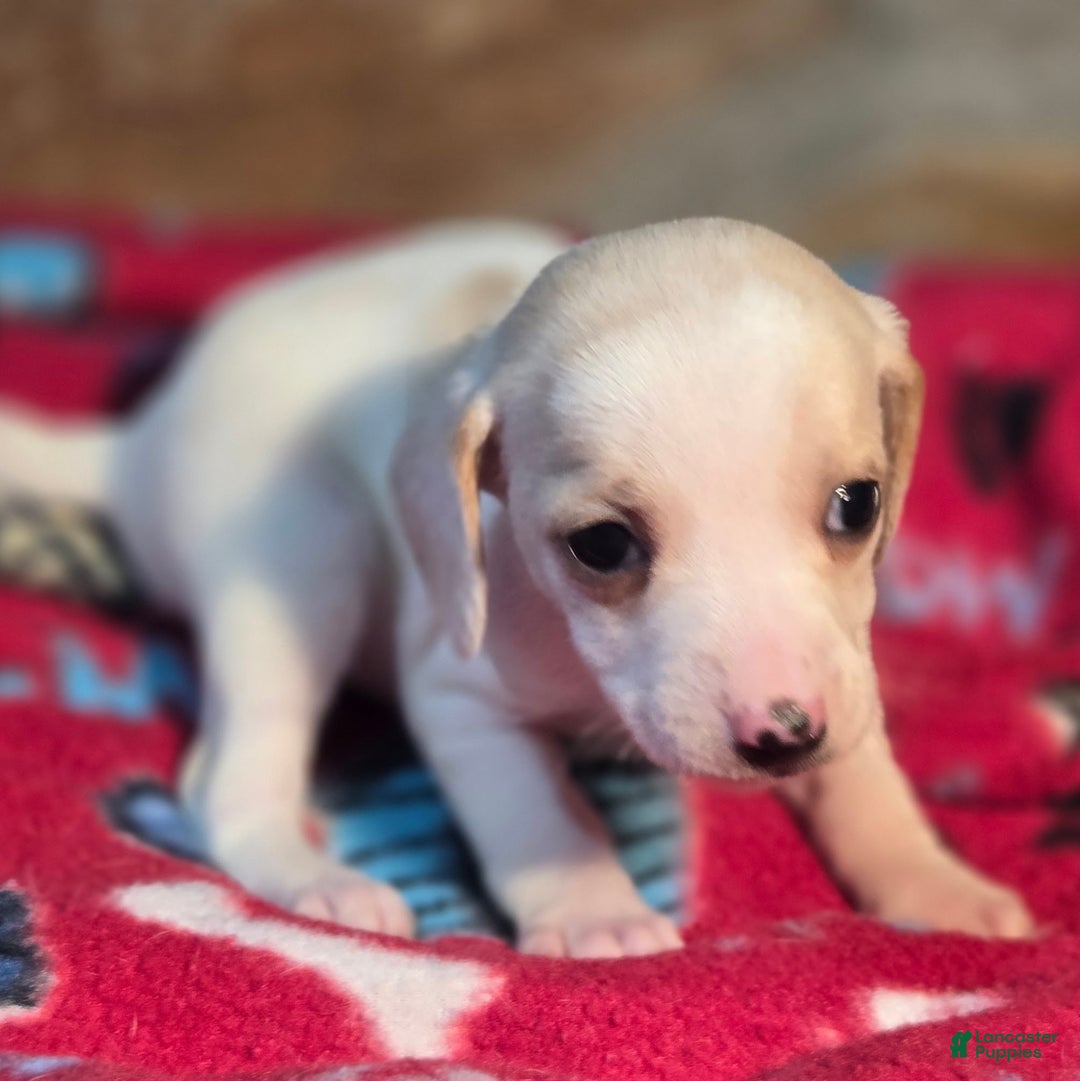 Beagle dogs for sale: Salt Queen Elizabeth Pocket Beagle - Ad 7