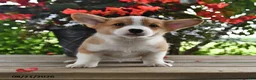 Welsh Corgi Pembroke dogs for sale: Ace - Ad 4