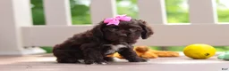 Cocker Spaniel dogs for sale: Ellie - Ad 3