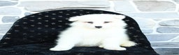 Samoyed dogs for sale: Krystal - Ad 3