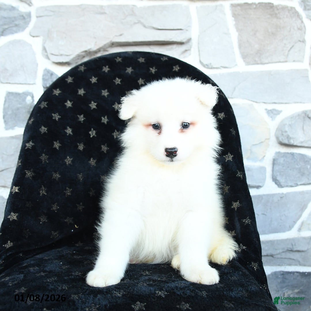 Samoyed dogs for sale: Krystal - Ad 3